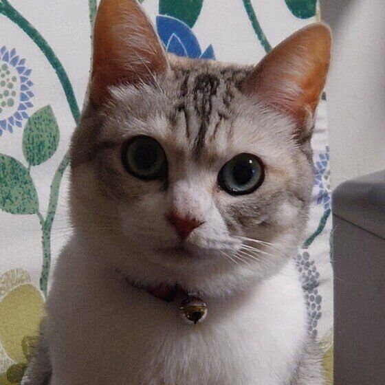 ごはんが気になるココちゃん（MIX）