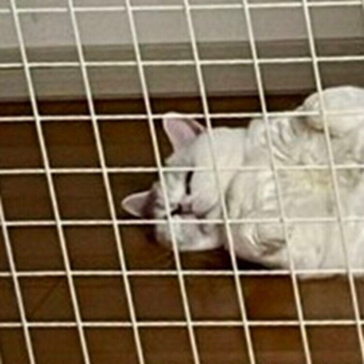 お子さんの部屋の前で寝転がるラフくんの表情