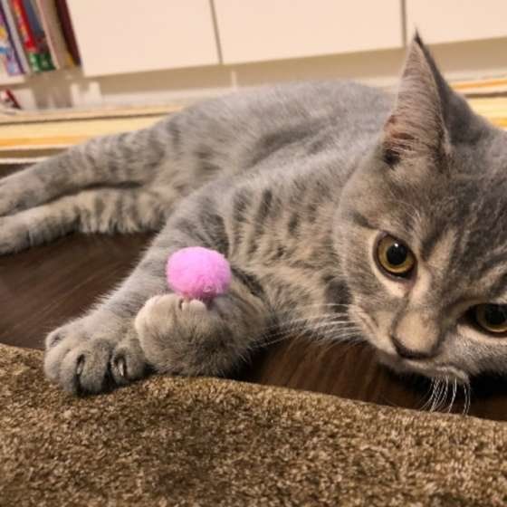 ボールで遊ぶスコティッシュフォールド