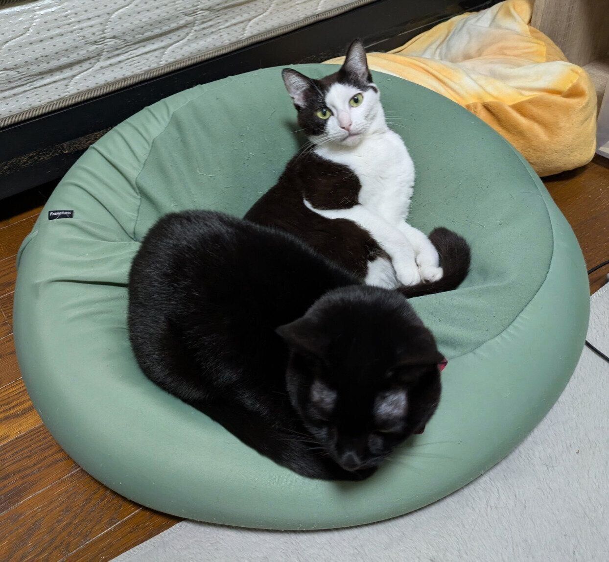 くっつく豆大福ちゃん、もなかくん