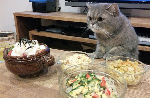 ごはんが気になるエキゾチックショートヘア