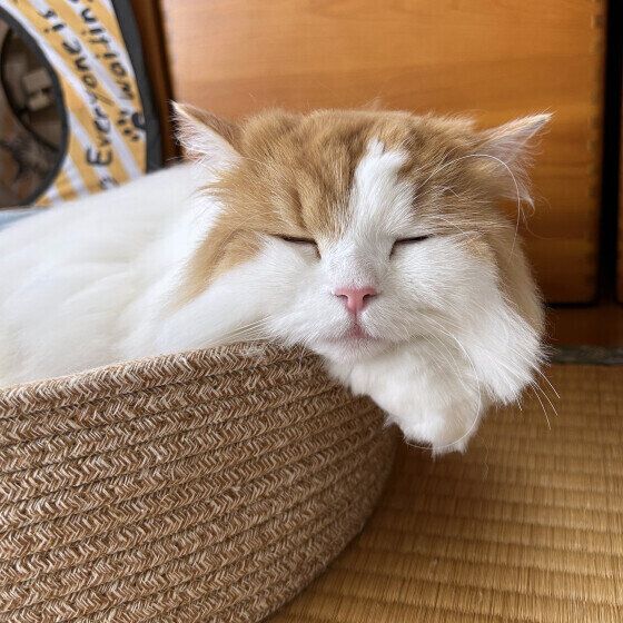 スコティッシュフォールド・ロングヘアのもあちゃん♪