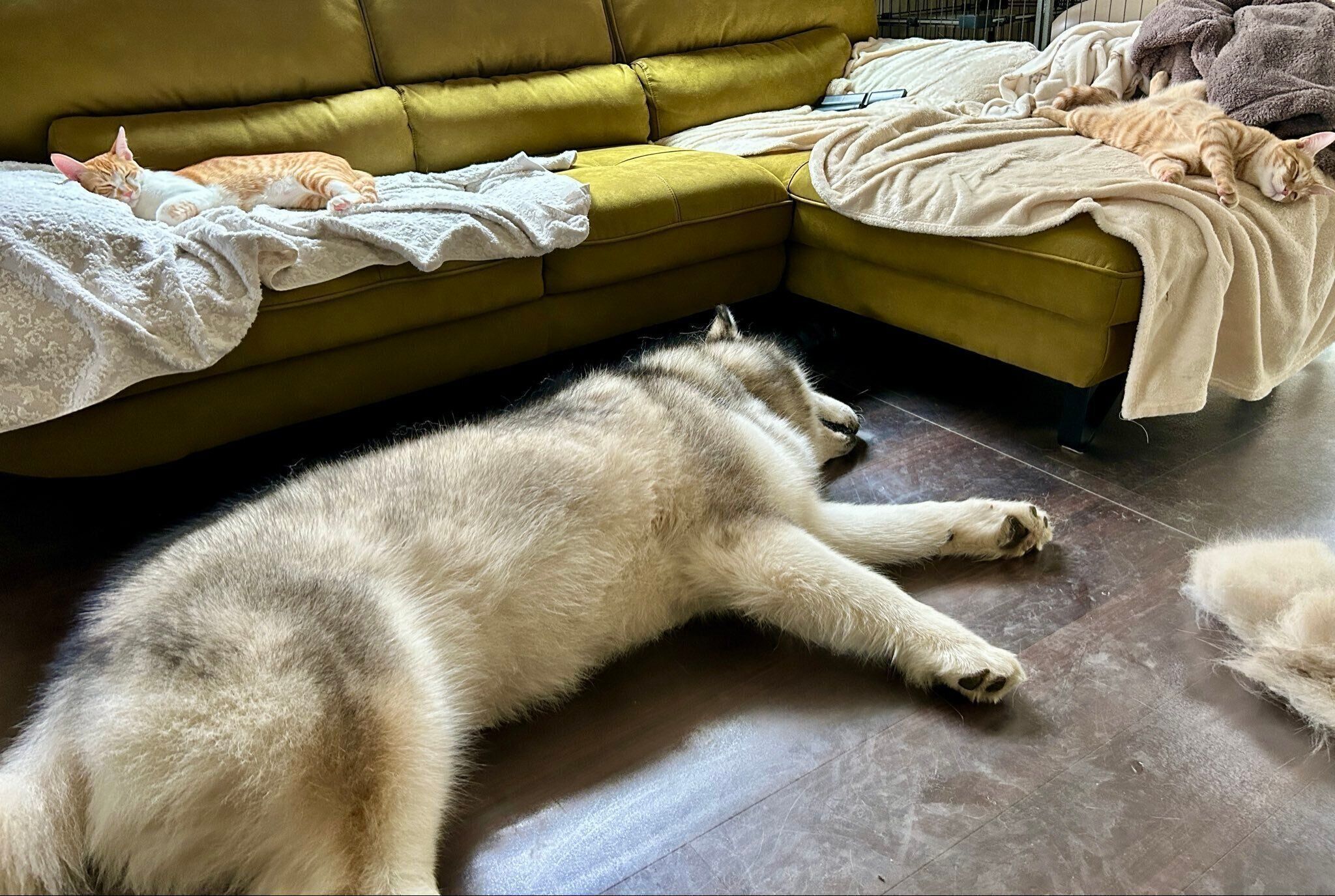 まったりする3匹。