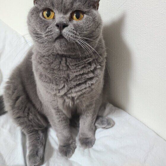 見つめるブリティッシュショートヘア