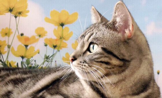 かぼちゃは猫に与えてもいいの 秋が旬の食材を与えてok Ng を解説します ねこのきもちweb Magazine