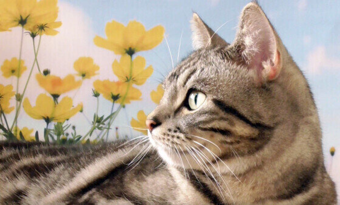 かぼちゃは猫に与えてもいいの 秋が旬の食材を与えてok Ng を解説します ねこのきもちweb Magazine かぼちゃは猫に与えてもいいの 秋が旬の食材を与えてok Ng を解説します ねこのきもちweb Magazine