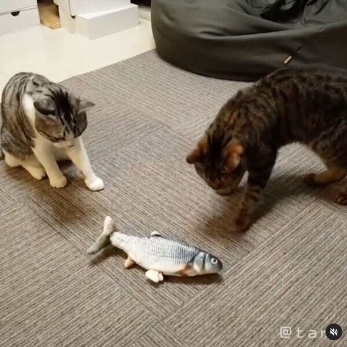 猫2匹 衝撃が走る おもちゃの魚が突然動いたら 思わず笑っちゃう猫たちの反応 ねこのきもちweb Magazine 猫2匹 衝撃が走る おもちゃの魚が突然動いたら 思わず笑っちゃう猫たちの反応 ねこのきもちweb Magazine