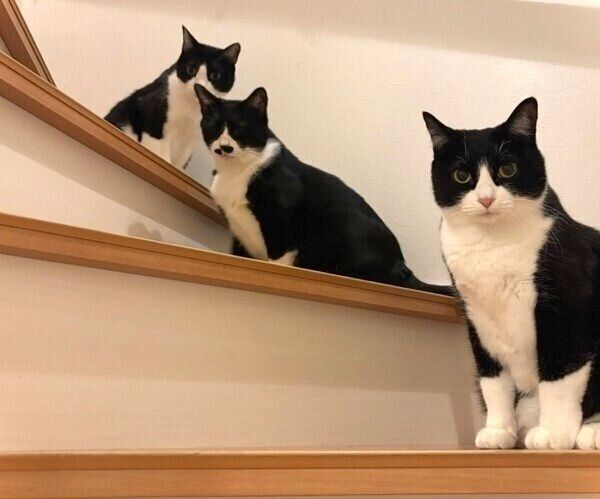 階段に集合するまるもちゃん、こたろうくん、おとちゃん