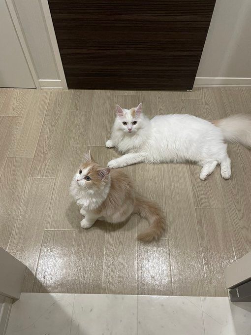 床に座る2匹のサイベリアン