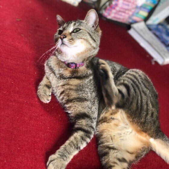 首をかくココちゃん（MIX）