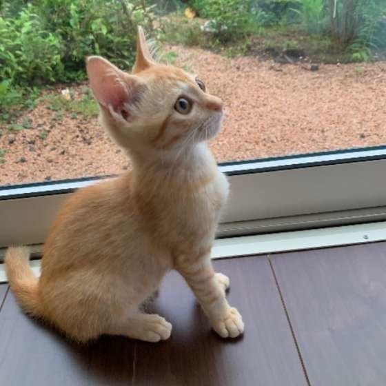 じーっと見ている　タイガくん