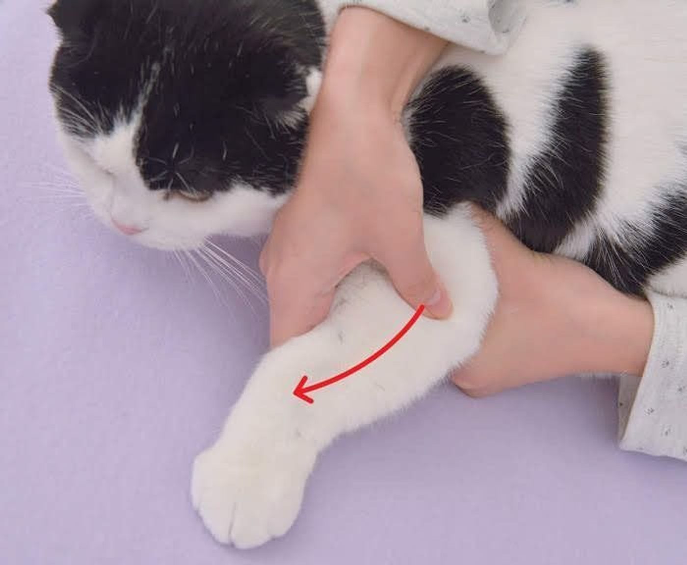 愛猫の春先の体調不良に マッサージで優しくケアしよう ねこのきもちweb Magazine 愛猫の春先の体調不良に マッサージで優しくケアしよう ねこのきもちweb Magazine