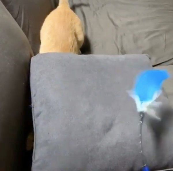 猫じゃらしで遊ぶ猫