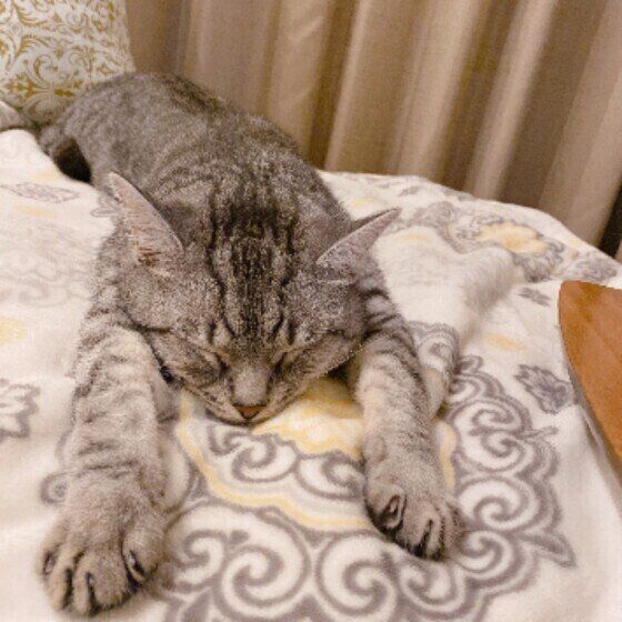 伸びるペールくん（マンチカン）