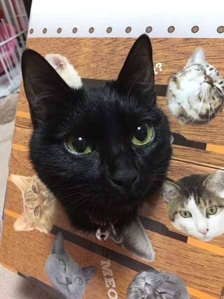 猫が絶対に食べてはngな食材って ジャンル別に分かりやすく解説 ねこのきもちweb Magazine