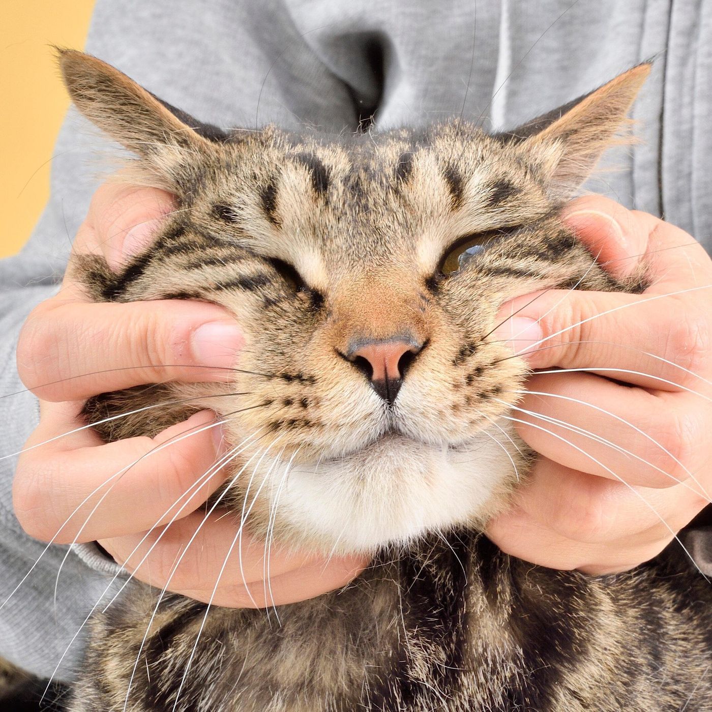 放っておくと怖い 猫の歯周病 と今日から始めるお口ケア3 ねこのきもちweb Magazine 放っておくと怖い 猫の歯周病 と今日から始めるお口ケア3 ねこのきもちweb Magazine