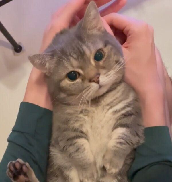 見つめるぷーちゃん