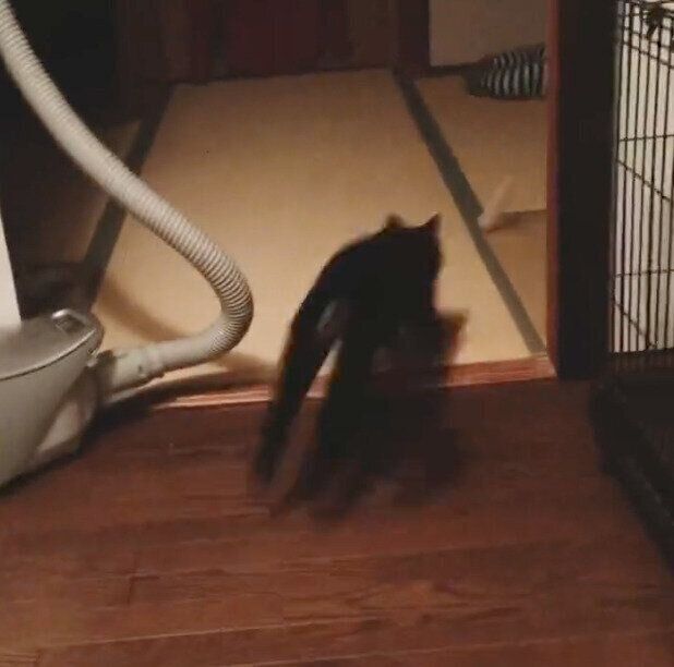 オモチャを追いかける猫別府くん