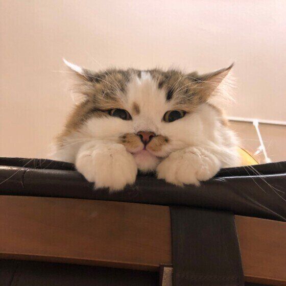 上から覗くラガマフィン