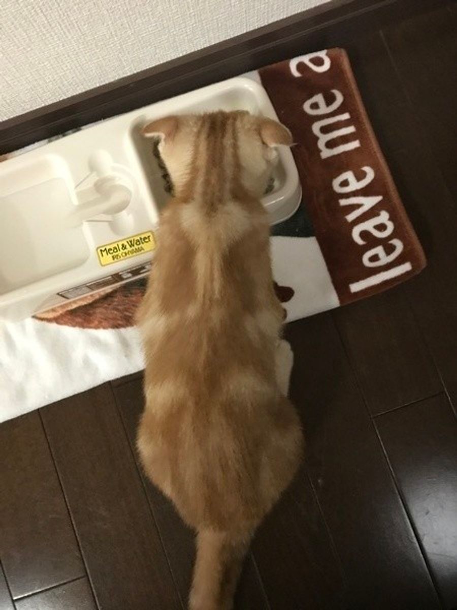 体験談あり うちの猫はこれで やせた 脱デブ猫をかなえるダイエット方法 ねこのきもちweb Magazine 体験談あり うちの猫はこれで やせた 脱デブ猫をかなえるダイエット方法 ねこのきもちweb Magazine