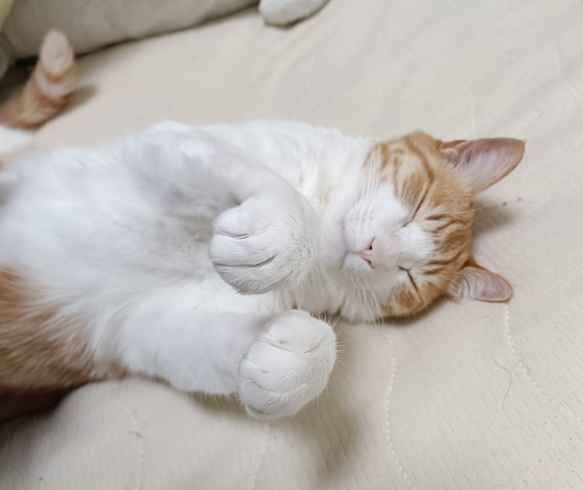 気持ちよさそうに眠るチョロすけくん