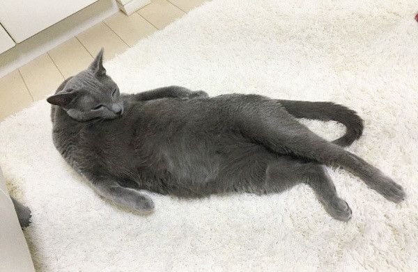 毛づくろいする猫