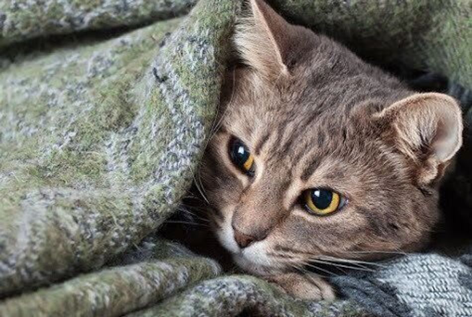 愛猫のウンチに血が混じっていた 考えられる主な原因と見分け方 ねこのきもちweb Magazine 愛猫のウンチに血が混じっていた 考えられる主な原因と見分け方 ねこのきもちweb Magazine