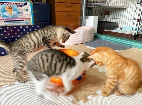 仲良く遊ぶおこめちゃん、おはぎくん、おもちくん