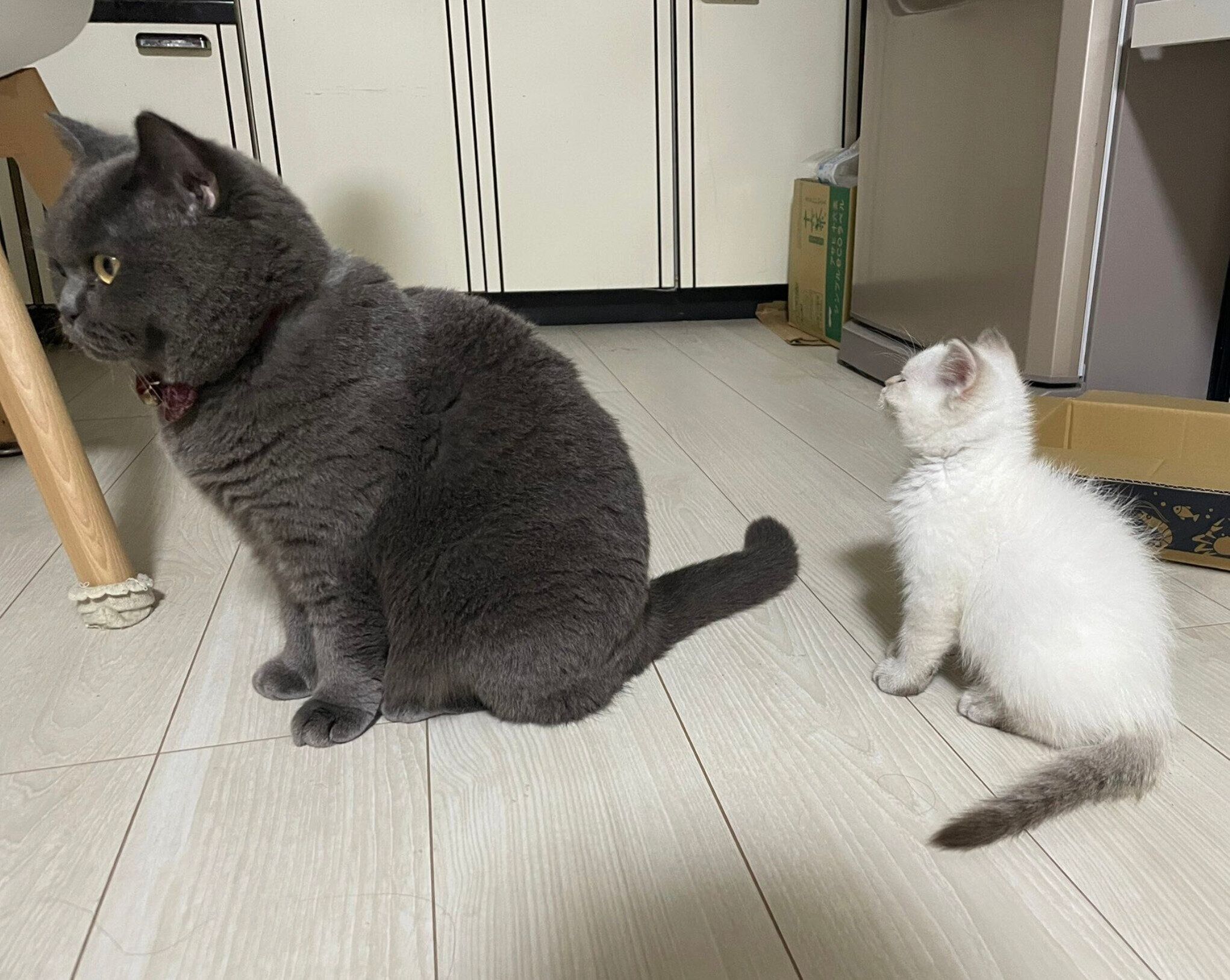 まだ小ささが際立つ藍くん