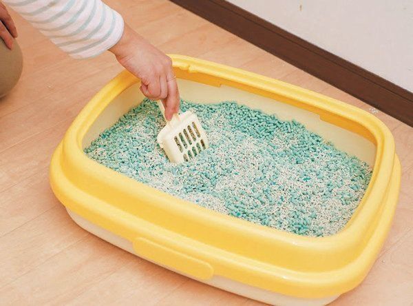 やり過ぎると危険な猫のトイレのお世話