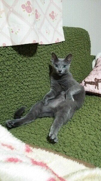 緑のソファーの上に座るロシアンブルー