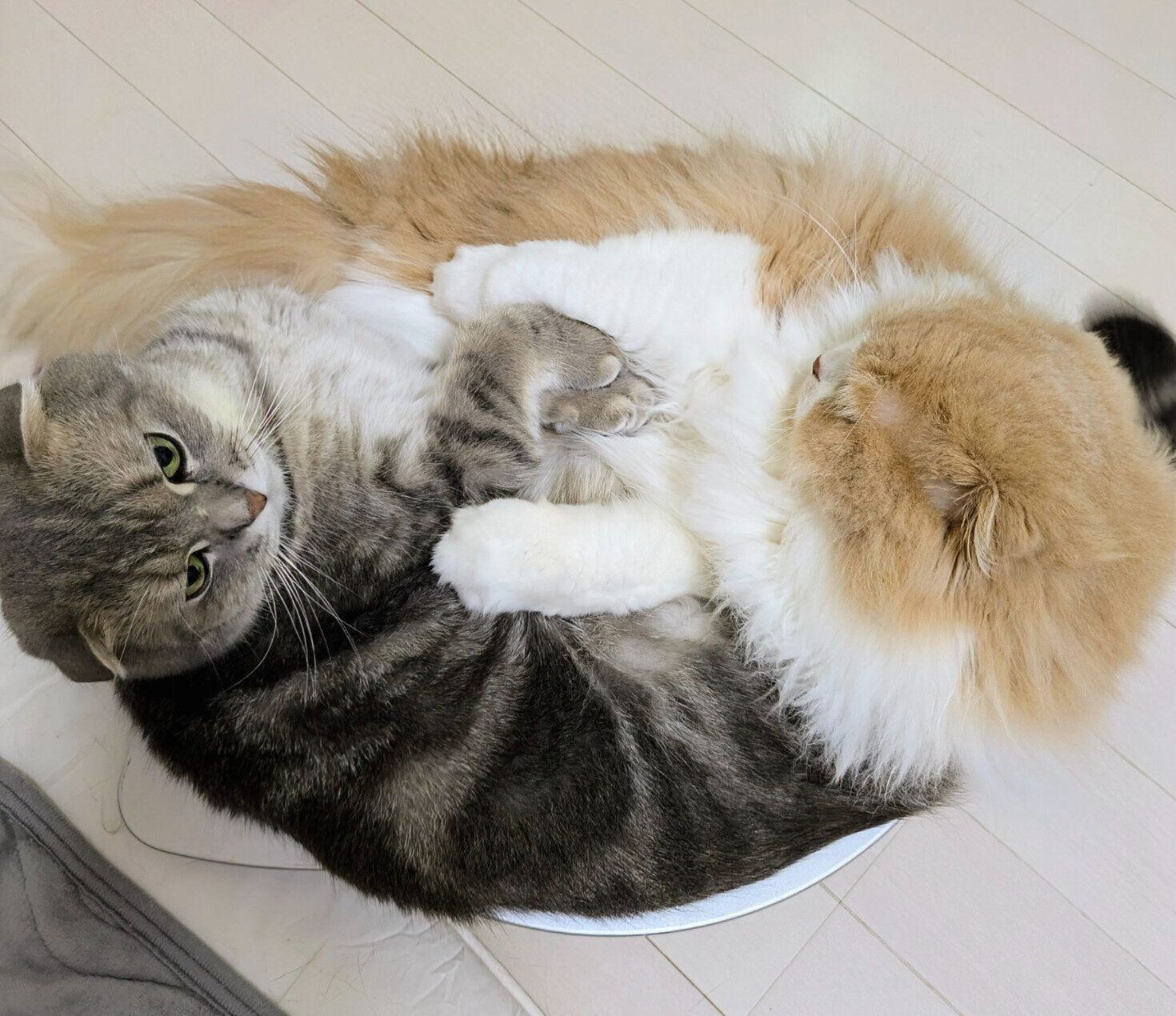 ぎゅうぎゅうなまんぼうくん、ぐみくん