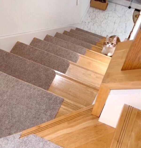 階段を上がってこようとするころんちゃん