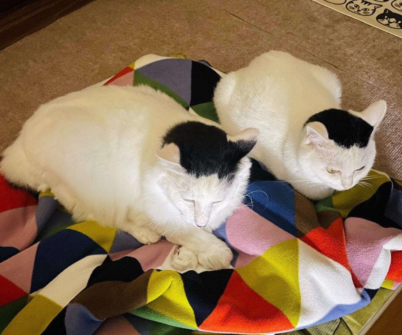 まったりする2匹