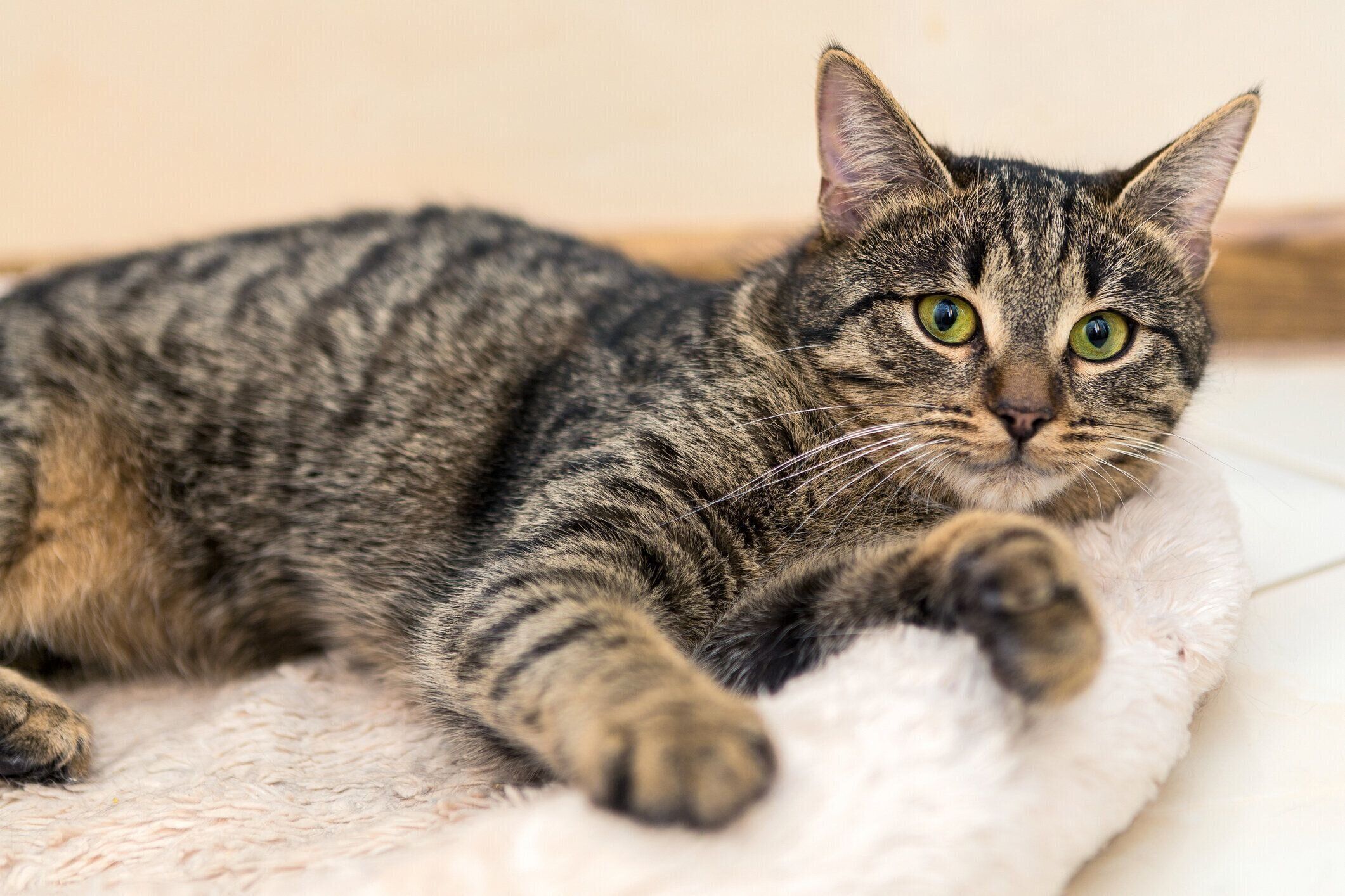 ベッドで休むキジトラ猫