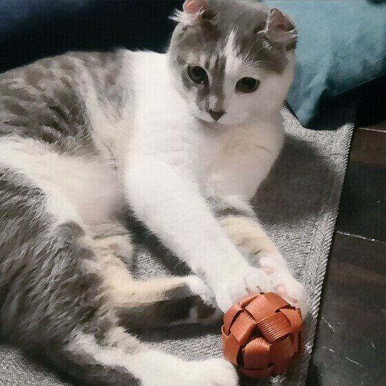 遊ぶマンチカール