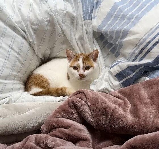 布団の上にいる猫