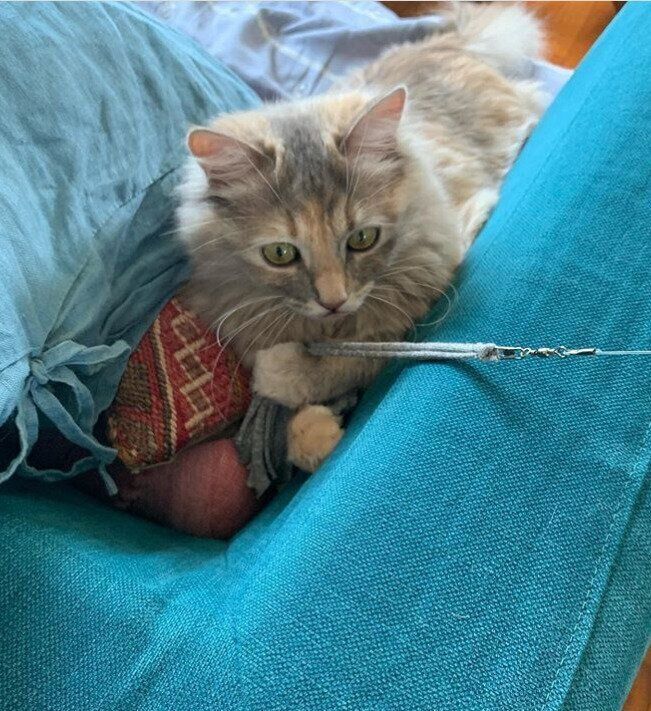 手作り猫じゃらしで遊ぶぱやちゃん