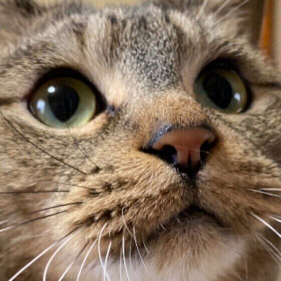 蓮ちゃん（MIX）