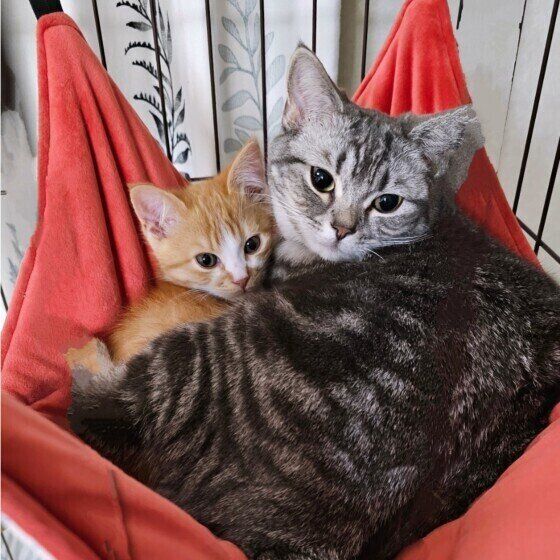 マンチカンのテトちゃんたち