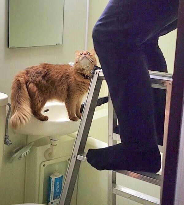 業者さんを見守るしぴちゃん