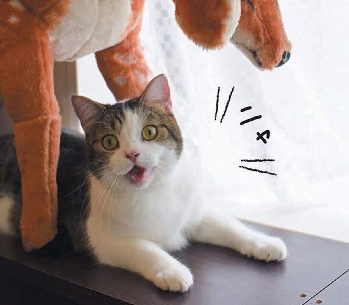 ふニャふニャ ケケケ 鳴き声の種類でわかる猫の本音 ねこのきもちweb Magazine ふニャふニャ ケケケ 鳴き声の種類でわかる猫の本音 ねこのきもちweb Magazine