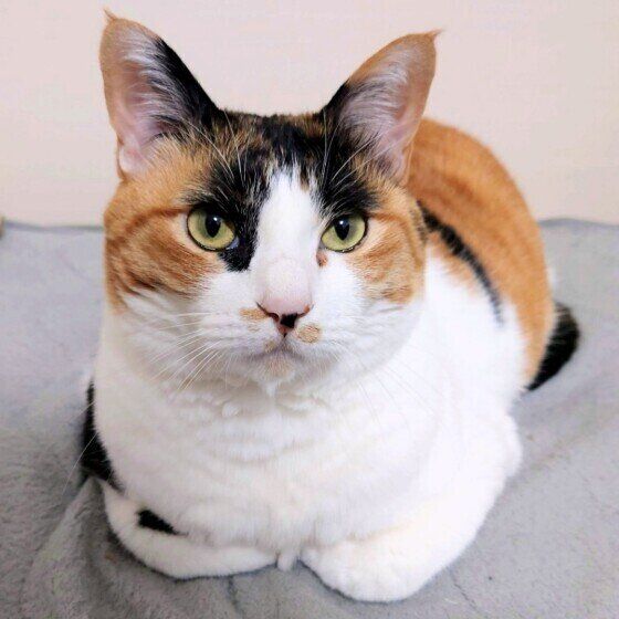 香箱座りをするルビーちゃん