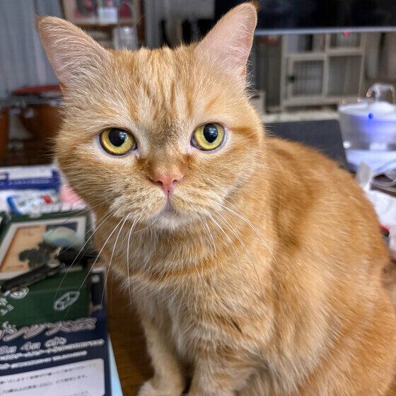エキゾチックショートヘア　おやつ、ちょうだい