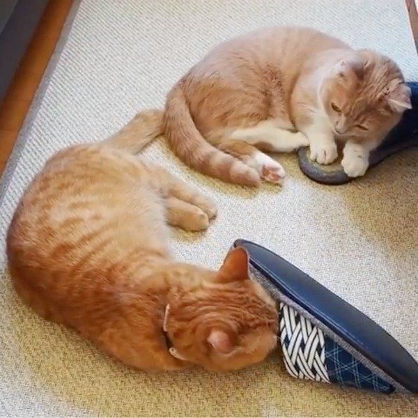 スリッパ講座をするマンチカン