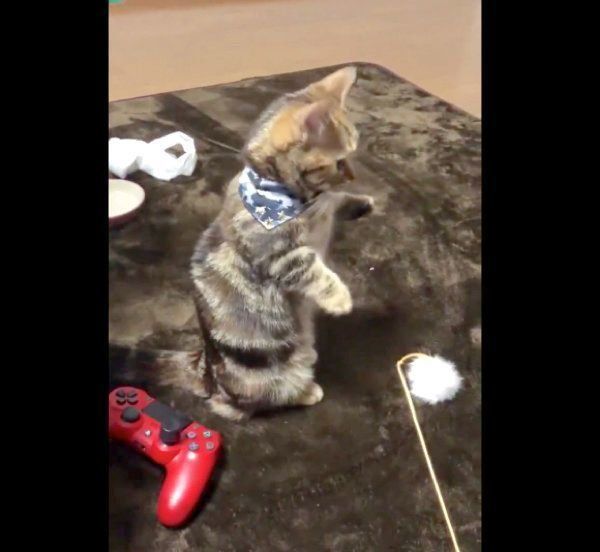 謎行動をするラテちゃん