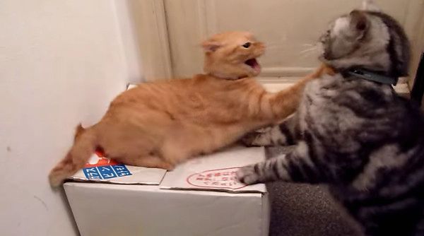 ケンカする猫