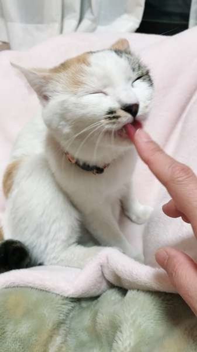 実は猫は表情豊かな動物だった 愛猫が愛を伝えているときはこんな顔 ねこのきもちweb Magazine 実は猫は表情豊かな動物だった 愛猫が愛を伝えているときはこんな顔 ねこのきもちweb Magazine