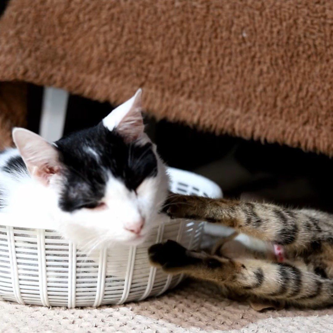 手を出されても怒らないちびちゃん