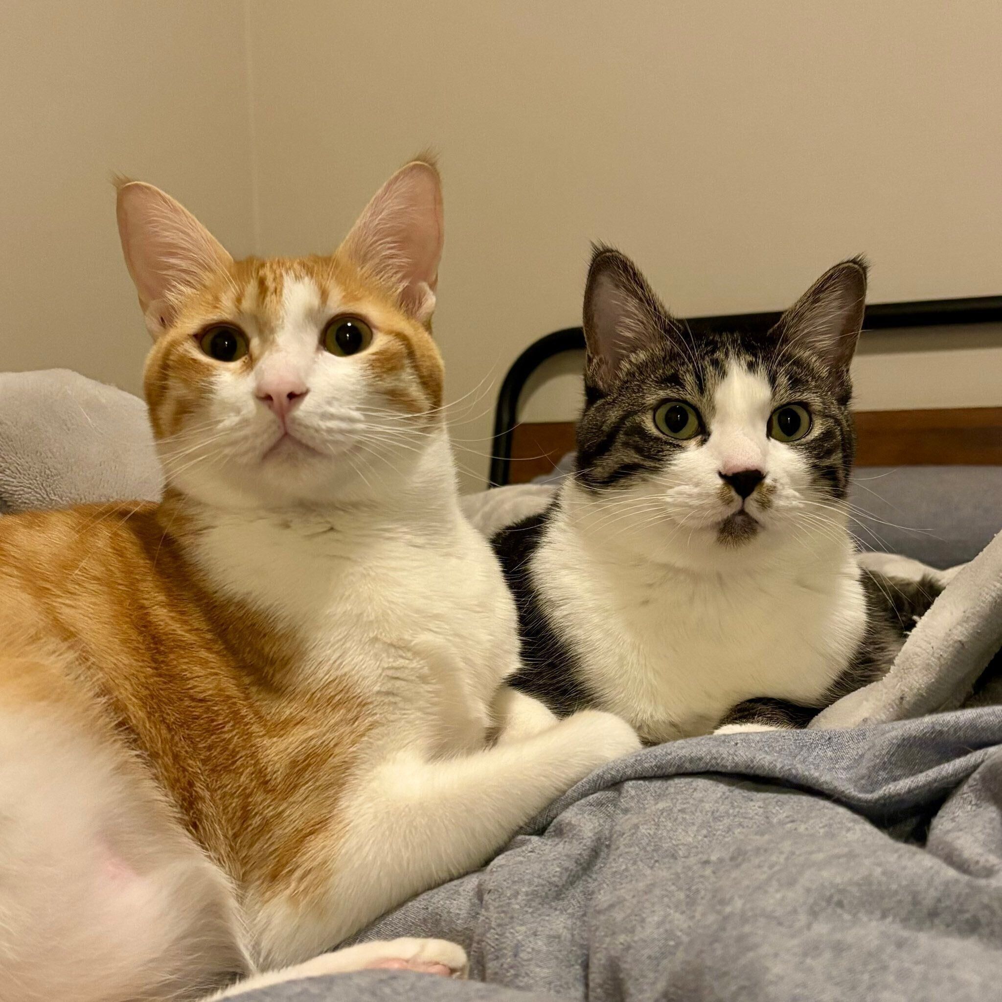 仲良しなカノアくん、カイくん